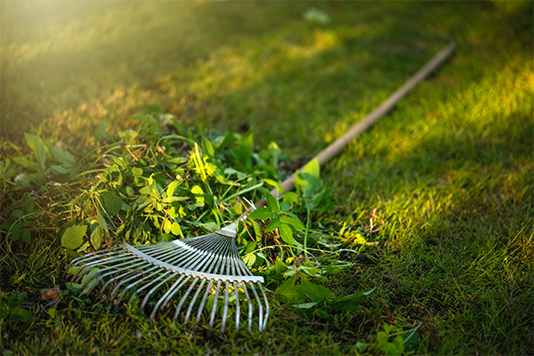 Spring & Autumn Cleanup