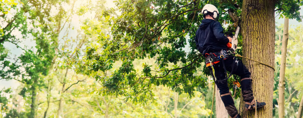 Tree Surgery Kent