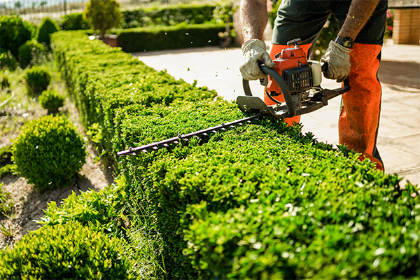 Hedge Trimming / Hedge Removal Services Kent;