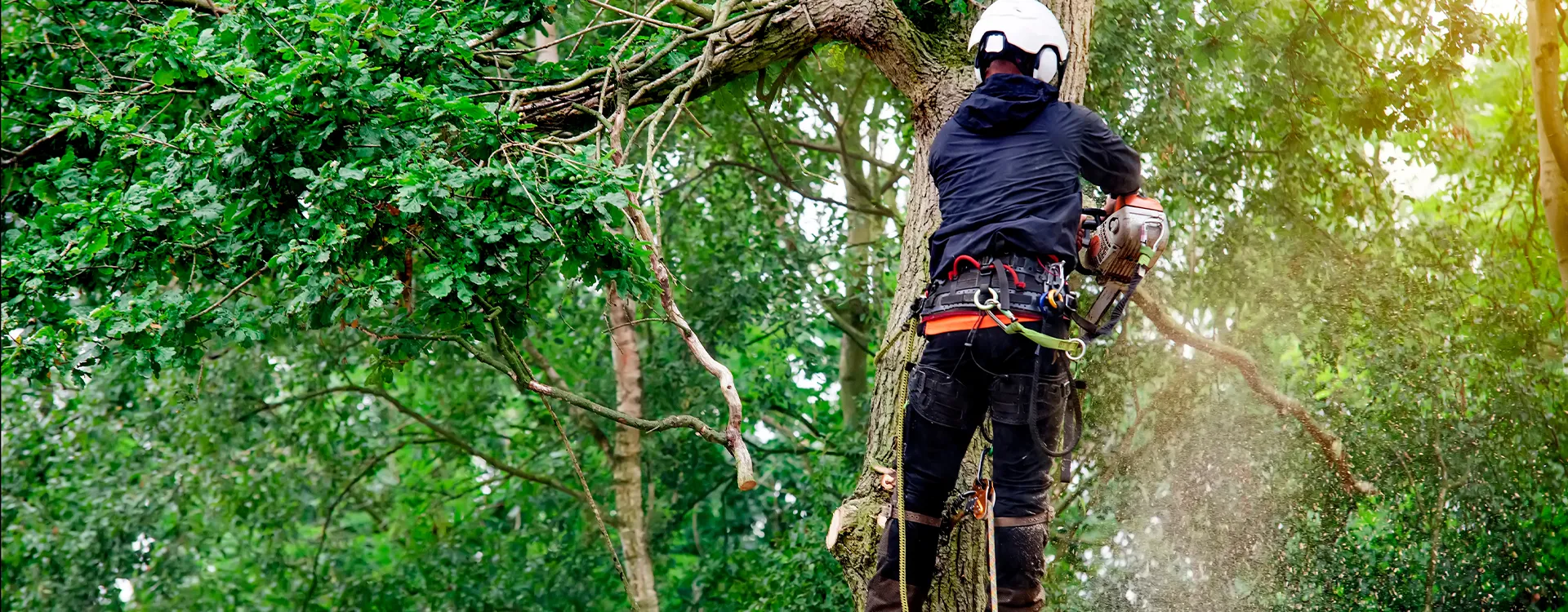 Expert Tree Surgeon in Medway