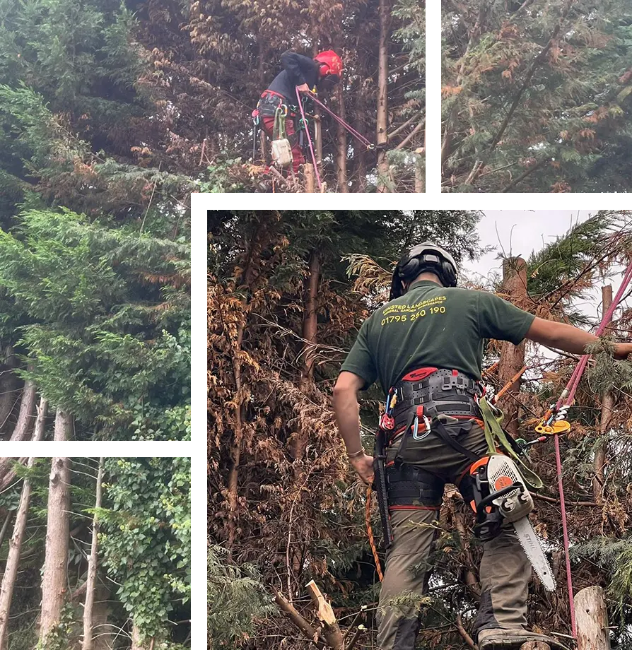 Tree Surgery Sheerness