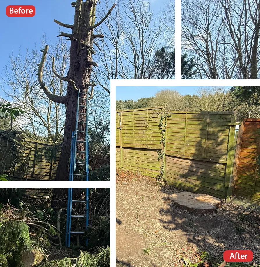 Tree Surgeon in Faversham
