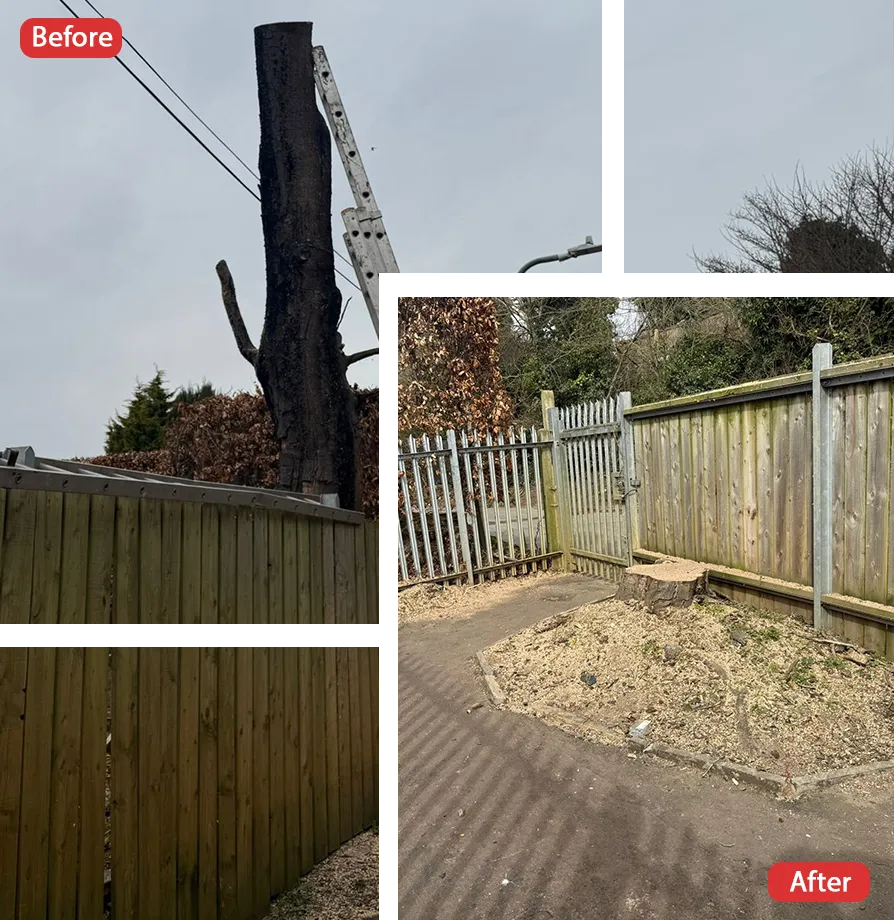 Tree Surgeon in Lynsted