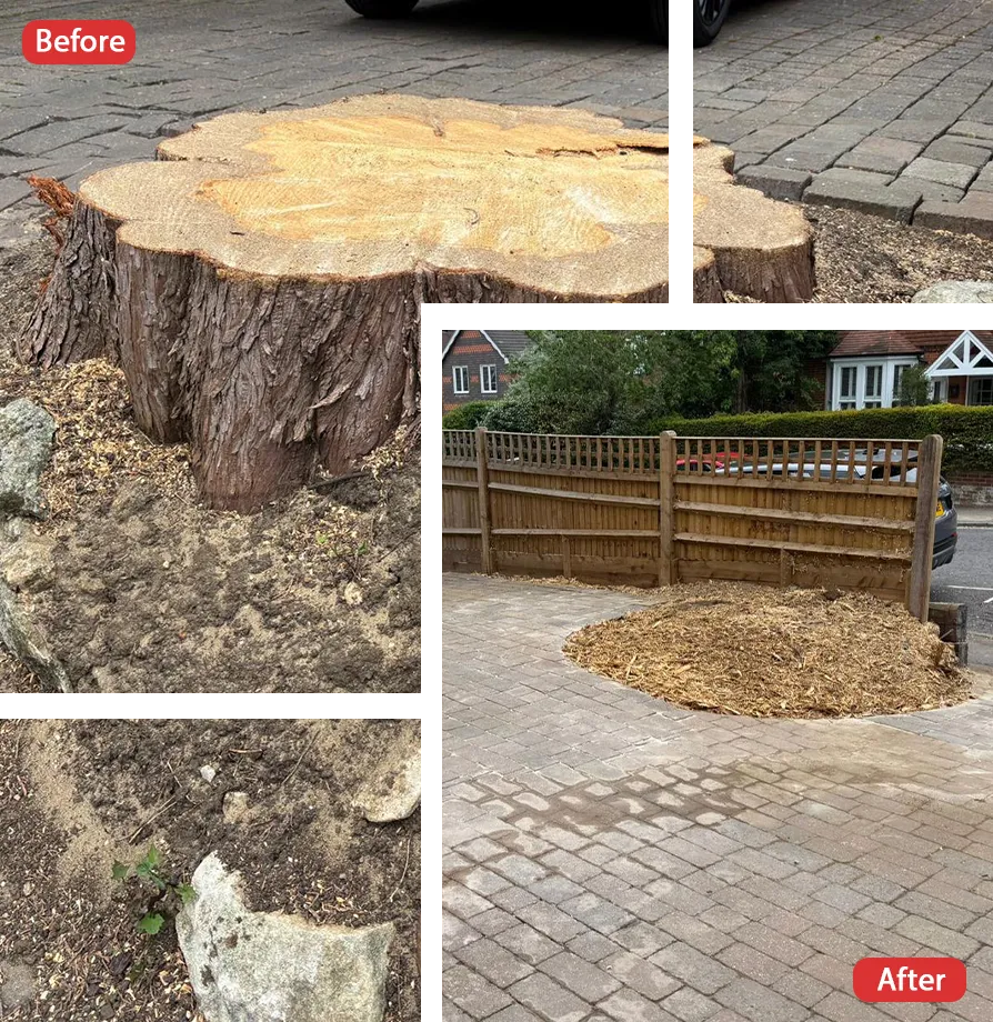 Tree Surgeon in Sittingbourne