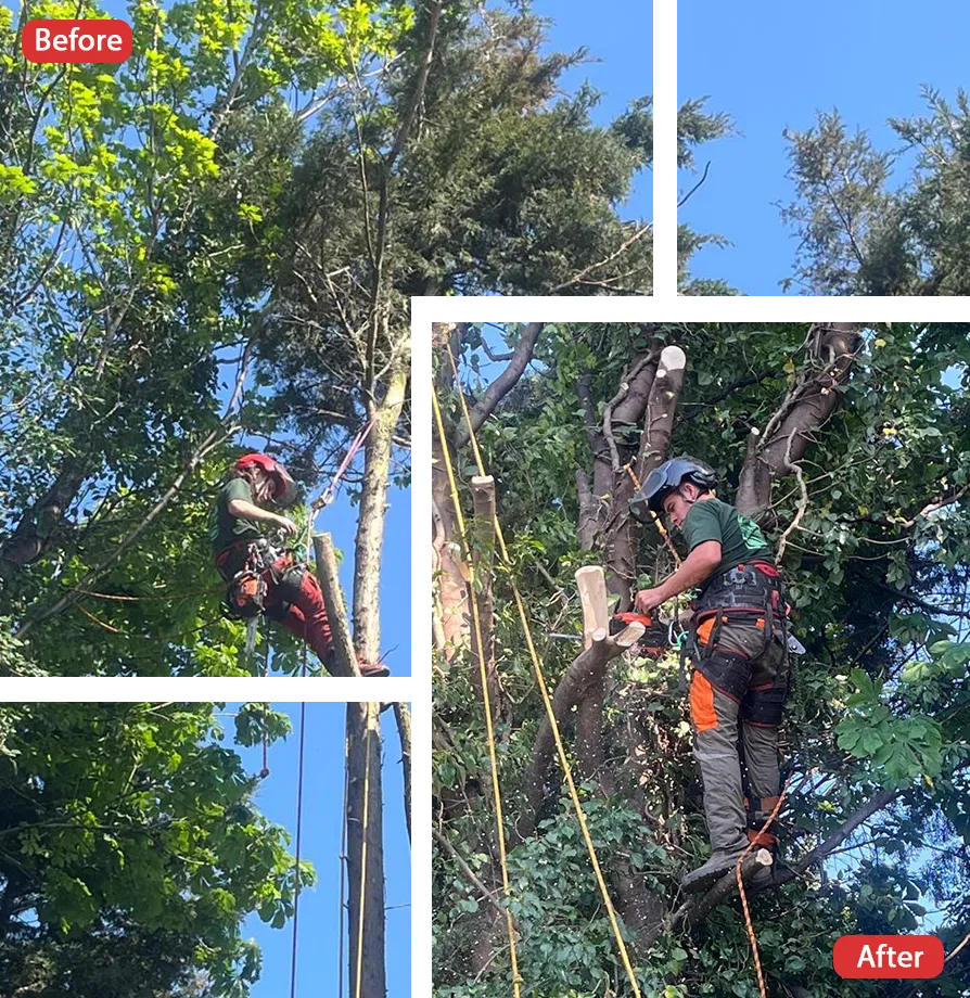 Tree Surgeon in Tonbridge